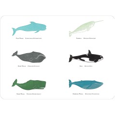 Whale Placemat Whale Placemat